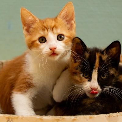 Kittens